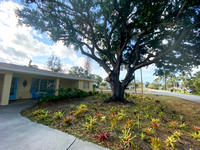 front view of 100 year old live oak with a variety of bromeliads
