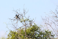 Mockingbird & Scrub Jay