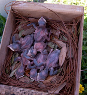 20240414 - Venice Rookery - counting Purple Martin eggs and babies