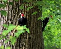 Pealiated Woodpecker - Vienna