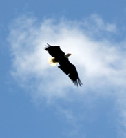 Bald Eagle at Deep Creek Lake - Swanton MD
