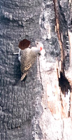 Red-bellied Woodpecker digging out hole