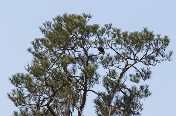 Eagle in a nearby tree close to nest