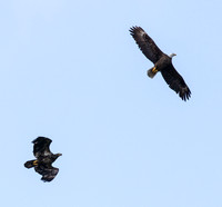 Bald Eagle and one of its fledglings