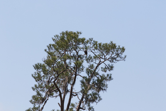 Eagle in a nearby tree close to nest